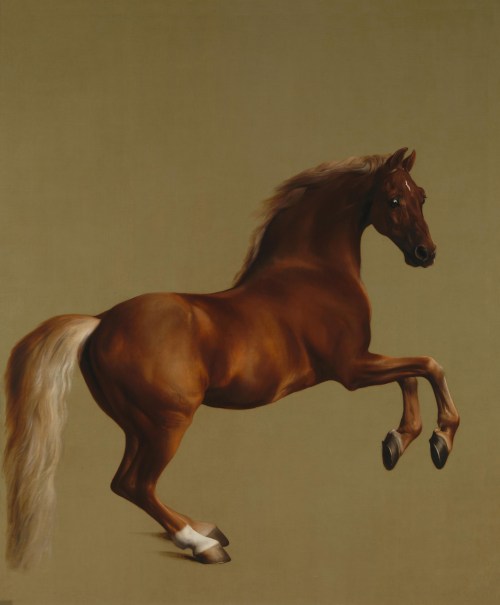 Whistlejacket_by_George_Stubbs_edit